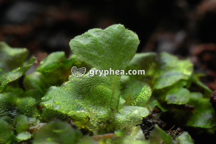 Prothalle avec embryon (fougère) - gryphea.com